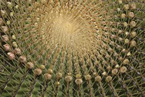 Ferocactus Histrix Drucke: Ferocactus histrix