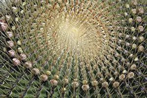 Prickly Plant Drucke: Ferocactus histrix