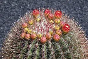 Ferocactus Histrix Drucke: Ferocactus histrix