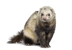 Isolated Animal Image Drucke: Ferret