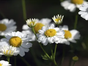 Deserted Open Air Blooms Drucke: Feverfew