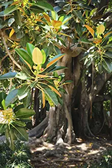 Tropical Fruit Images Drucke: (Ficus macrophylla) leaves and fruit with tree trunk in background