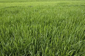 Agricultural Farming Practices Drucke: Field