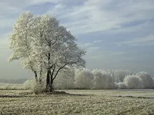 Hoarfrost Patterns Drucke: Field