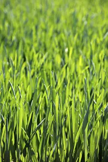 Springtime Agricultural Crop Drucke: Field of corn in spring, background, texture