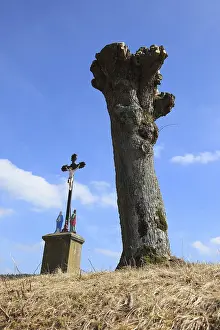 Upper Franconia Nature Drucke: Field cross next to pollarded willow after pruning