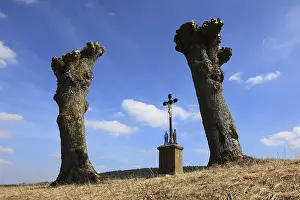 Upper Franconia Scenery Drucke: Field cross between pollarded willows after pruning