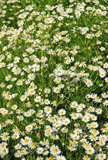 Botanical Gardens Drucke: Field of daisies