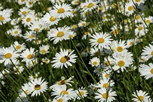 Farmland Landscape Photography Drucke: Field of daisies, close-up