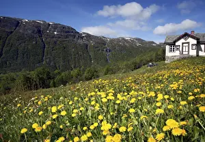 Blossoming Flowers Drucke: Field of dandelions
