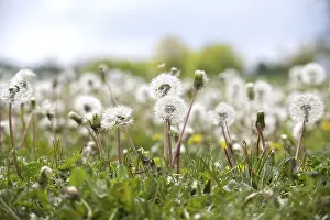 Agriculture Photography Drucke: A field of dandelions in various stages of development