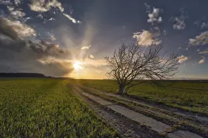 Country Lane Photography Drucke: Field Field path with single tree and sunset