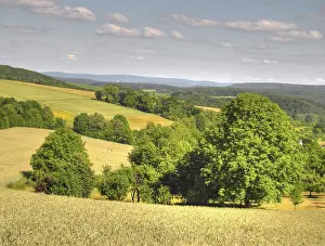 Odenwald Forest Scenery Drucke: Field, fields, grain, cornfield
