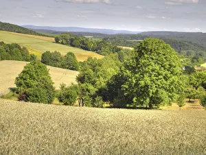 Farm Land Photography Drucke: Field, fields, grain, cornfield