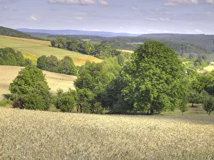 Odenwald Forest Scenery Drucke: Field, fields, grain, cornfield