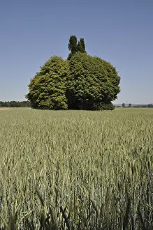 Agricultural Landscape Photo Drucke: Field, fields, tree, trees, bush