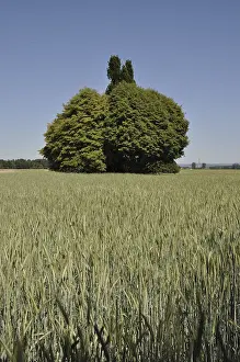 Central European Scenery Drucke: Field, fields, tree, trees, bush