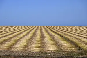 Bilder Datiert 27. Juli 2024: Acker mit Flachs