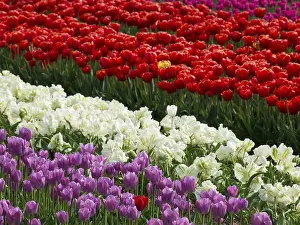 Red Tulips In Full Bloom Drucke: A field of flowers with rows of red