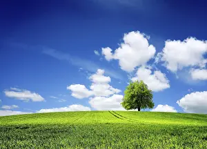 Gerahmter Druck : Grasfeld Frühlingslandschaft Gerahmter Druck : Grasfeld Frühlingslandschaft
