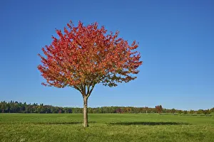 German Landscape Drucke: Field landscape, cherry tree, fruit trees