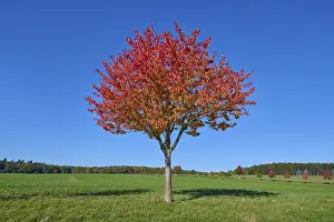 Deciduous Tree Landscape Photo Drucke: Field landscape, cherry tree, fruit trees