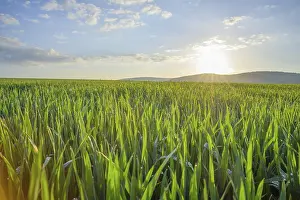 Farm Field Photography Drucke: Field landscape with sun in spring
