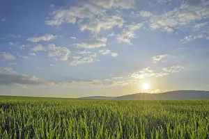 Farm Field Landscape Drucke: Field landscape with sun in spring
