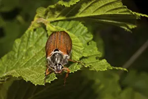 Natural Habitat Insects Drucke: Field May Beetle