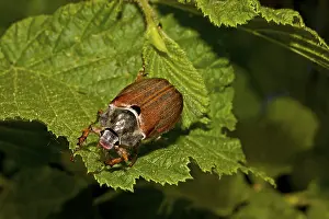 Natural Habitat Insects Drucke: Field May Beetle