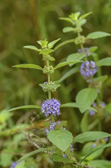 Bilder Datiert 3. August 2024: Field mint print high resolution portrait
