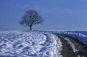 Deserted Country Lane Drucke: Field path with bare tree in winter