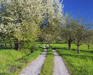 Deserted Field Path Drucke: Field path with blooming cherry tree