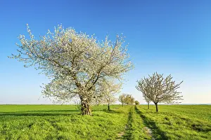European Cherry Blossoms Drucke: Field path with blossoming cherry trees