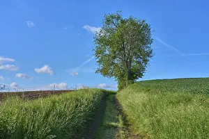 Springtime In Bavaria Germany Drucke: Field path with cherry tree in spring