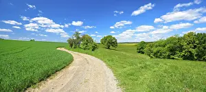 Blue Sky With Cumulus Clouds Drucke: Field path through cultivated landscape in spring