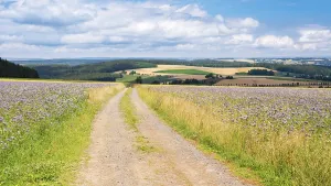 East German Countryside Scenery Drucke: Field path through fields with flower strips under blue sky with clouds