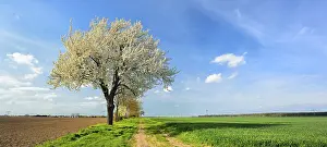 Country Lane Photography Drucke: Field path through fields in spring