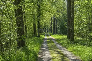 European Countryside Road Drucke: Field path in the floodplain of the Gotzinger Achen
