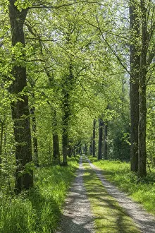 Bavaria Countryside Drucke: Field path in the floodplain of the Gotzinger Achen
