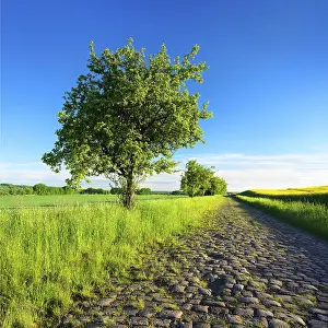 Central Europe Countryside View Drucke: Field path with fruit trees through green fields in spring