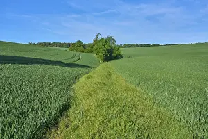 Bavaria Germany Landscape Photography Drucke: Field path with grain field in spring