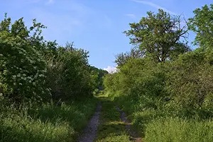 Defence Work Central Europe Drucke: Field path between hedges in spring m blue sky