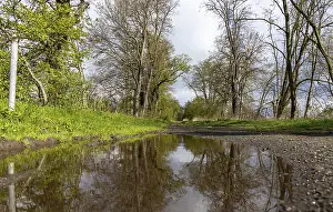 Bilder Datiert 20. April 2024: Field path large puddle forest