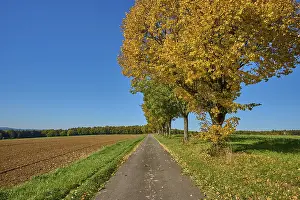 Bavaria Autumn Landscape Drucke: Field path, maple tree, tree row