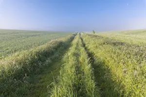Break Of Dawn Scene Drucke: Field Path on morning in spring