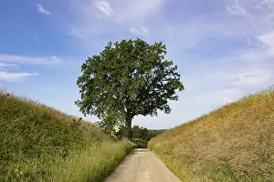 Travel Photography Upper Austria Drucke: Field path with an old oak tree (Quercus)