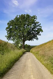 Deserted Country Lane Drucke: Field path with an old oak tree (Quercus)