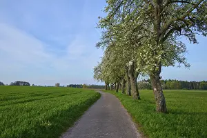 Pear Tree Blossom Drucke: Field path, pear tree, blossom