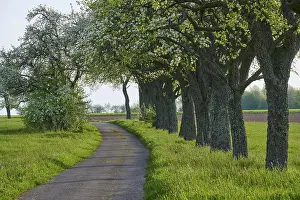Pear Tree Blossom Drucke: Field path, pear tree, blossom